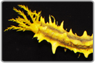 Yellow Sea Cucumber
